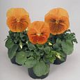 Виола крупноцветковая Кетс Оранж